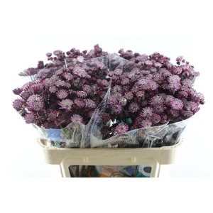 Astrantia Star Of Love (rood)