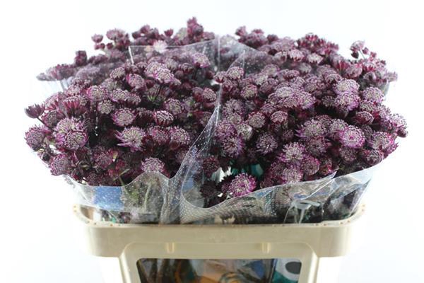 <h4>Astrantia Star Of Love (rood)</h4>