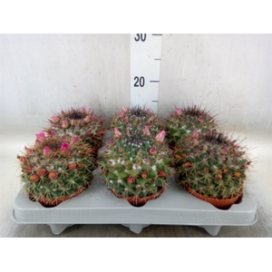 Mammillaria ernestii
