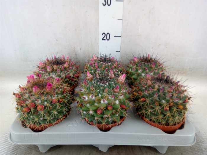 <h4>Mammillaria ernestii</h4>