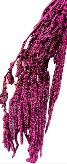 <h4>Pres Amaranthus Bleached Magenta</h4>