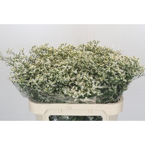 Limonium China White