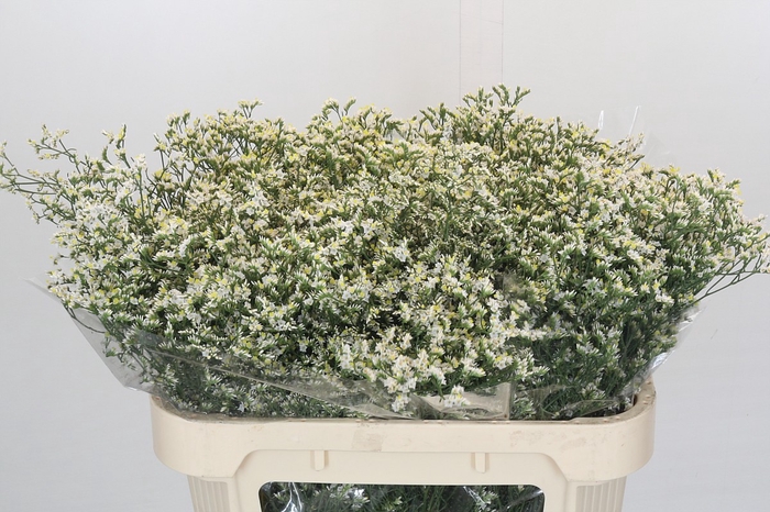 Limonium China White