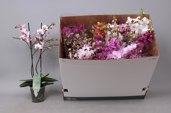 <h4>PHAL MF GEM 8 KL</h4>