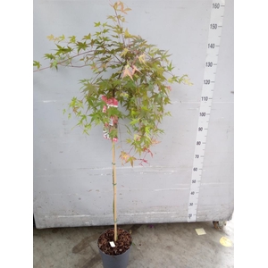 Acer palmatum 'Beni-Maiko'