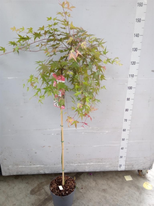 <h4>Acer palmatum 'Beni-Maiko'</h4>