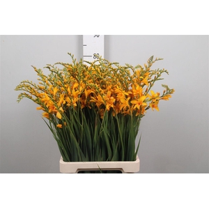 Crocos Light Orange