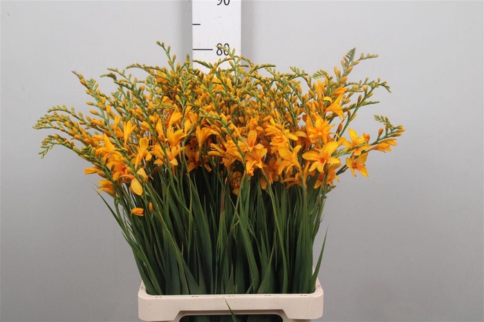 <h4>Crocos Light Orange</h4>