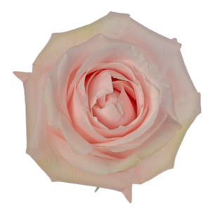 R Gr Pomarosa Bicolor 40cm EC