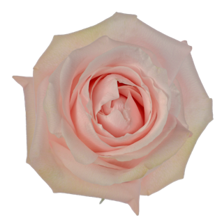 <h4>R Gr Pomarosa Bicolor 50cm EC</h4>