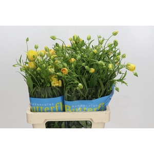 Ranunculus Butterfly Dione