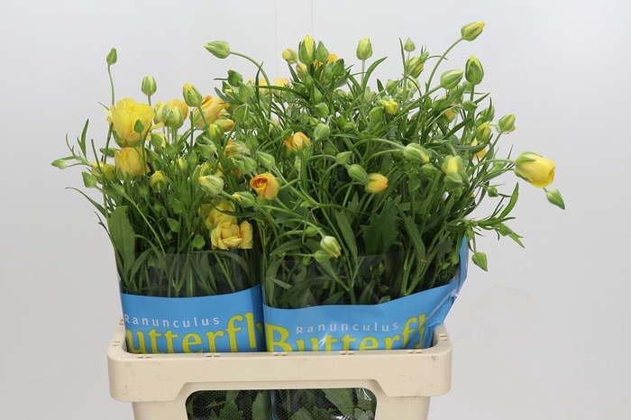 <h4>Ranunculus Butterfly Dione</h4>