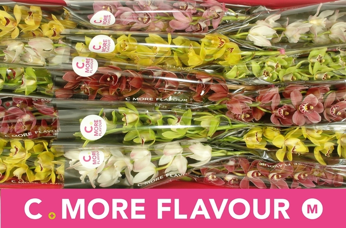 <h4>CYMB MI GEM</h4>