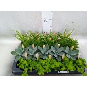 Planten  ..mix