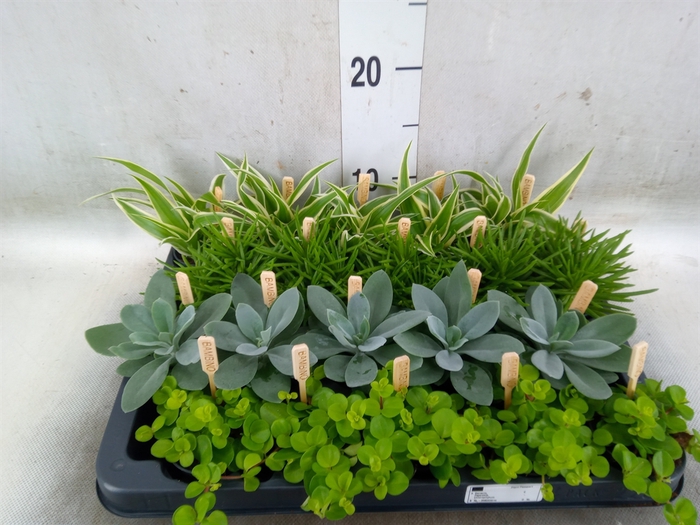 <h4>Planten  ..mix</h4>
