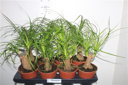 <h4>Beaucarnea Recur</h4>