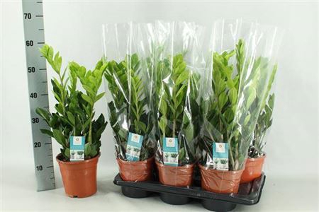 <h4>Zamio Zamiifolia 6+</h4>