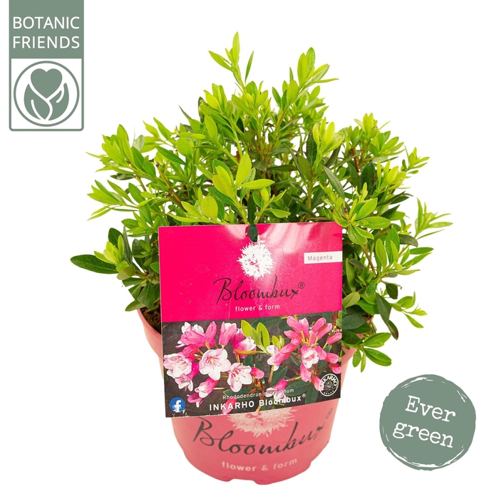<h4>Rhododendron 'Bloombux' Magenta</h4>
