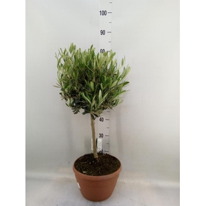 Olea europaea