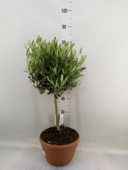 <h4>Olea europaea</h4>