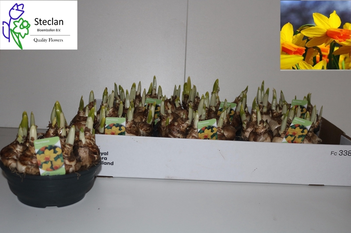 <h4>NARC C JETFIRE</h4>