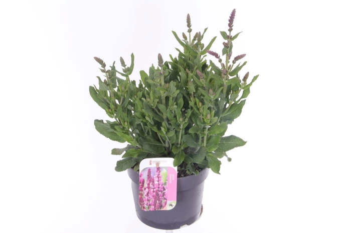 <h4>Salvia nemorosa Sensation Rose</h4>