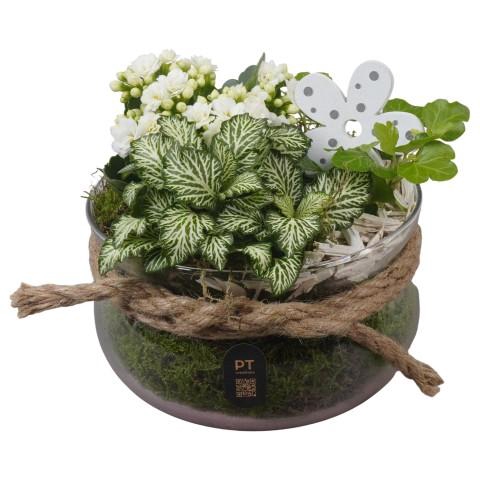<h4>PTIG2625 Arrangementen kamerplanten</h4>