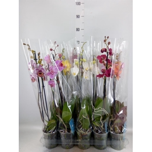 Phalaenopsis   ...mix  5