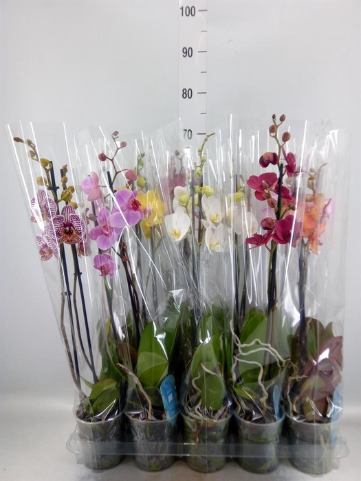 <h4>Phalaenopsis ...mix 5</h4>