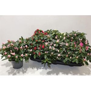 arr8 Rhodo Si Vogel Gem