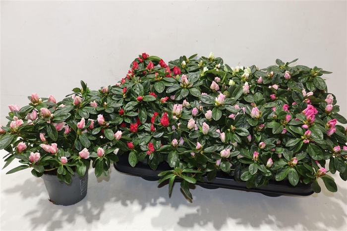 <h4>Rhodo Si Vogel Gem</h4>