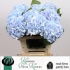 Hydrangea verena blue
