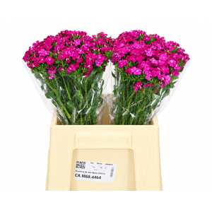 Dianthus Br Amazon Neon Cherry
