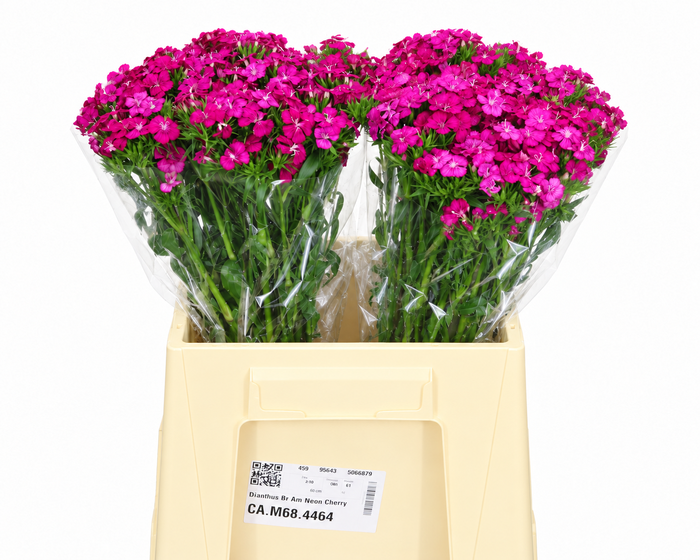 Dianthus Br Amazon Neon Cherry