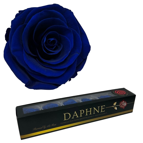 <h4>Preserved Rosa Royal Blue L</h4>