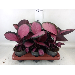 Calathea roseopicta 'Crimson'