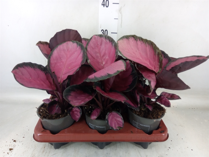<h4>Calathea roseopicta 'Crimson'</h4>