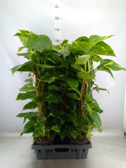 <h4>Epipremnum pinn.   ...moss stick</h4>
