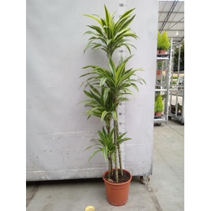 Dracaena fr de 'LemonLime'