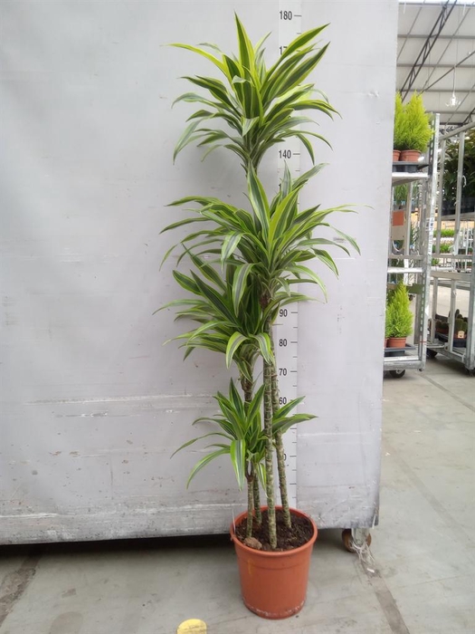 <h4>Dracaena fr de 'LemonLime'</h4>