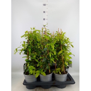 Trachelospermum jasm.