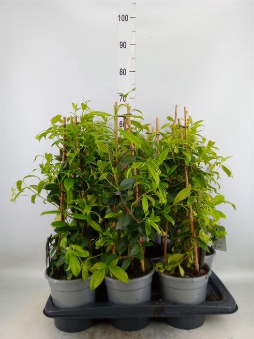 <h4>Trachelospermum jasm.</h4>