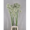 ALLIUM WIT WILD