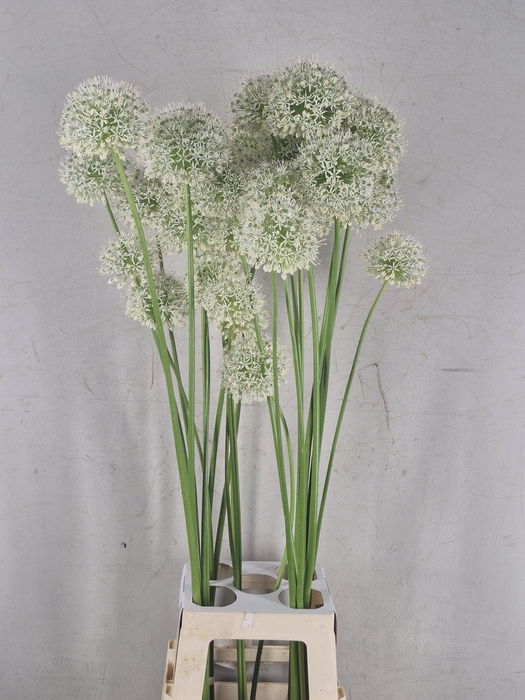 ALLIUM WIT WILD