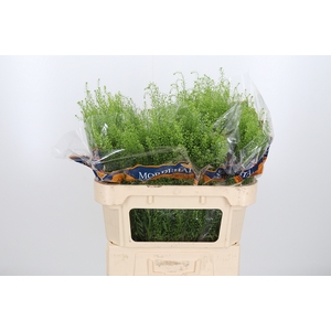 Lepidium Green Bell