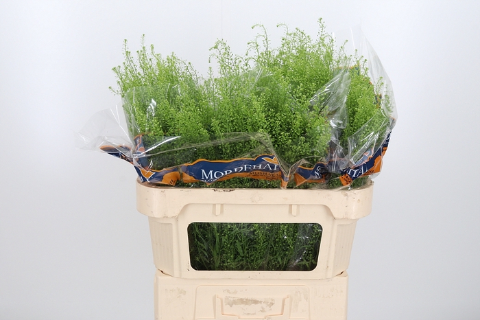 <h4>Lepidium Green Bell</h4>