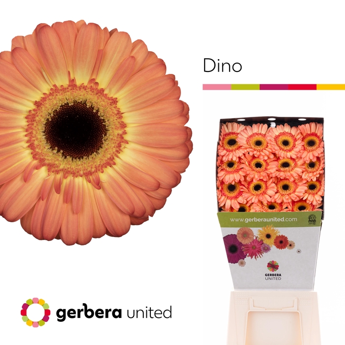 <h4>Gerbera Dino Diamond</h4>