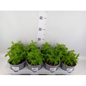 Mentha piperita