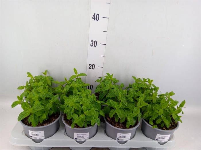 <h4>Mentha piperita</h4>