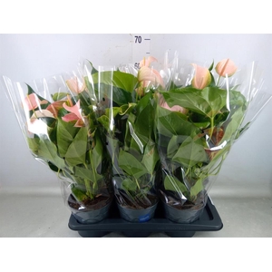 Anthurium andr. 'Joli Peach'